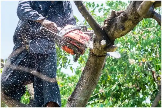 tree services Grand Prairie